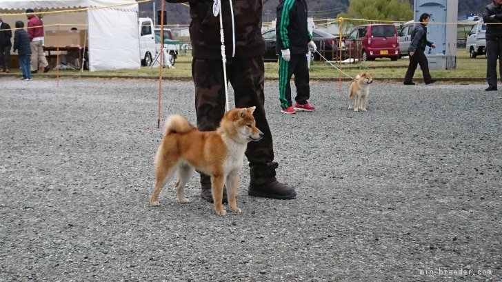 犬舎代表犬、夏乃空美号若犬一席｜石塚　理恵子(いしづか　りえこ)ブリーダー(山梨県・柴犬・日本犬保存会登録)の紹介写真1