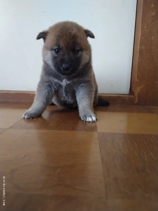 マイママ 様のお迎えした子犬