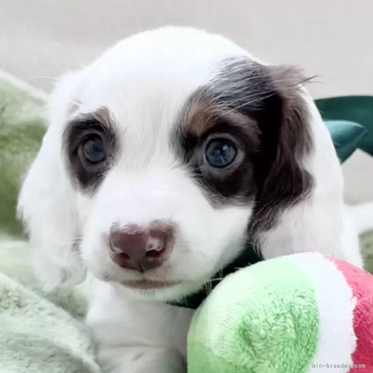 ID:2506-00217の子犬