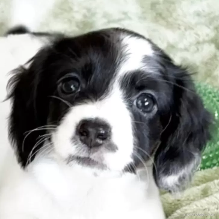 ID:2506-00214の子犬