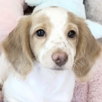 ミニチュアダックスフンド(ロング)【神奈川県・女の子・2025年7月15日・クリームパイボールド】の写真「PRA.CL.骨異形成症安心‼️ 両親遺伝子検査済」