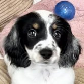 ミニチュアダックスフンド(ロング)