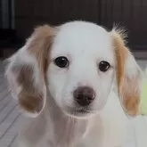 ミニチュアダックスフンド(ロング)【神奈川県・女の子・2024年12月2日・クリームパイボールド】の写真1「PRA.CL.骨異形成症安心‼️ 両親遺伝子検査済‼️」