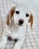 ミニチュアダックスフンド(ロング)【神奈川県・女の子・2024年12月2日・クリームパイボールド】の写真4「こちら写真は2／5撮影。生まれてからお引き渡しまでの写真動画お渡します」