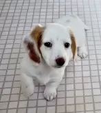 ミニチュアダックスフンド(ロング)【神奈川県・女の子・2024年12月2日・クリームパイボールド】の写真5「親族会あります。 子犬のご家族の方々同士繋がってますので親族犬に会えます。」