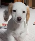 ミニチュアダックスフンド(ロング)【神奈川県・女の子・2024年12月2日・クリームパイボールド】の写真6「当犬舎子犬はトイレトレーニングを学びながら成長します」