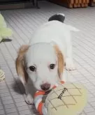 ミニチュアダックスフンド(ロング)【神奈川県・女の子・2024年12月2日・クリームパイボールド】の写真7「トイレトレーニングを全く学ばずお迎えするよりトイレ躾は楽だと思います」