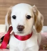 ミニチュアダックスフンド(ロング)【神奈川県・女の子・2024年12月2日・クリームパイボールド】の写真8「ケージ内トイレトレーニング順調」