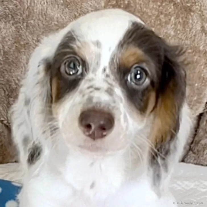 TOWA 様のお迎えした子犬