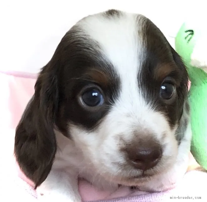 サスケとムサシ 様のお迎えした子犬