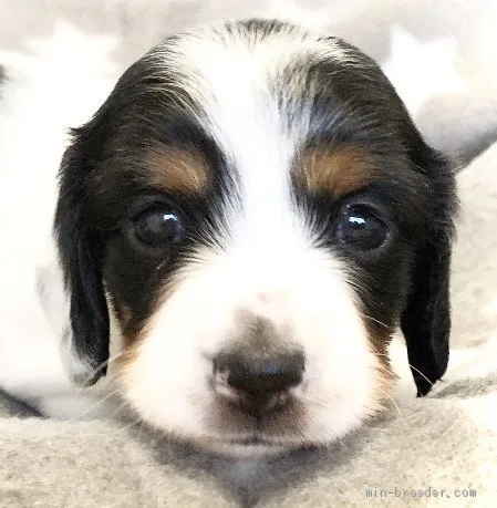 まりちろみるぴ 様のお迎えした子犬