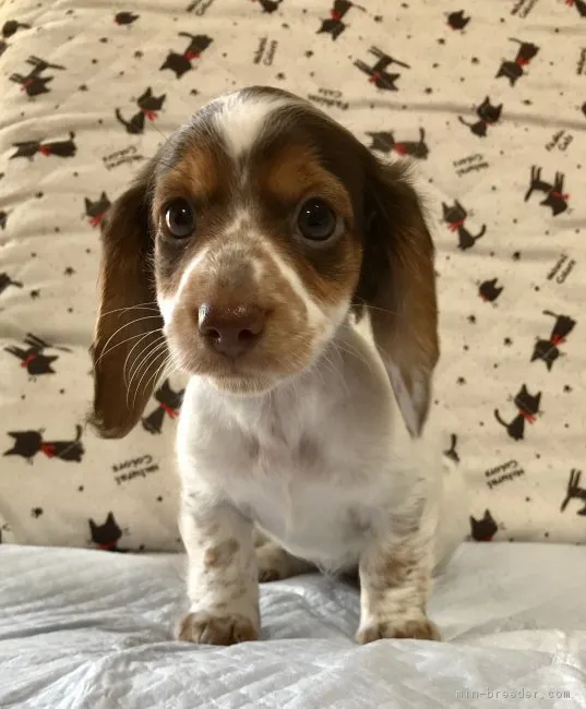 ID:1711-00543の子犬