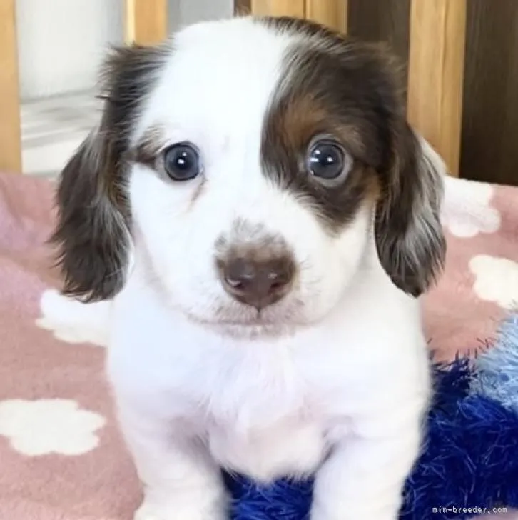 ID:2212-01874の子犬