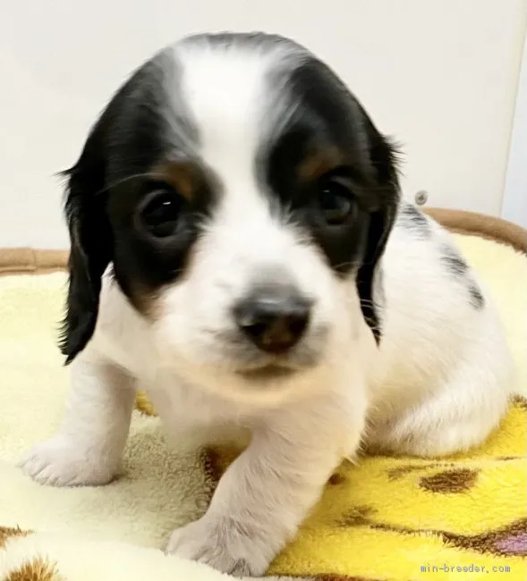 ID:2012-02960の子犬