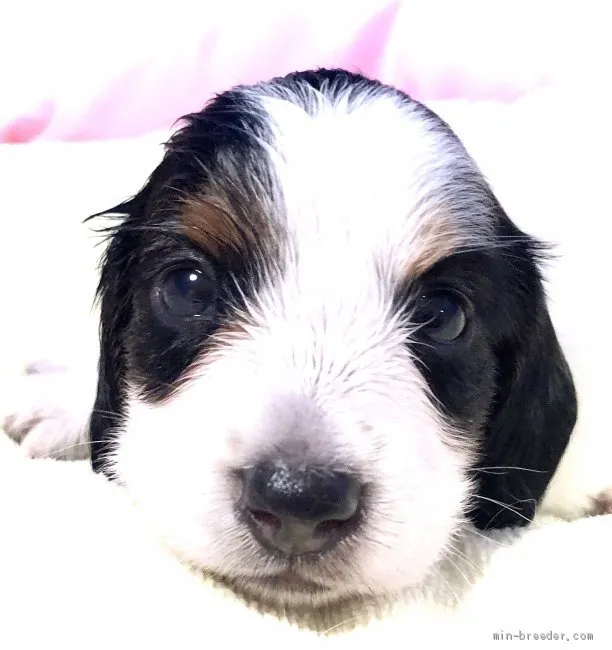 なると 様のお迎えした子犬