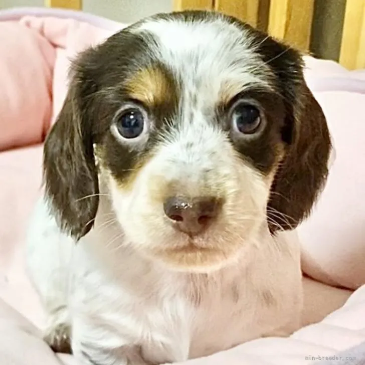 ID:2206-00246の子犬
