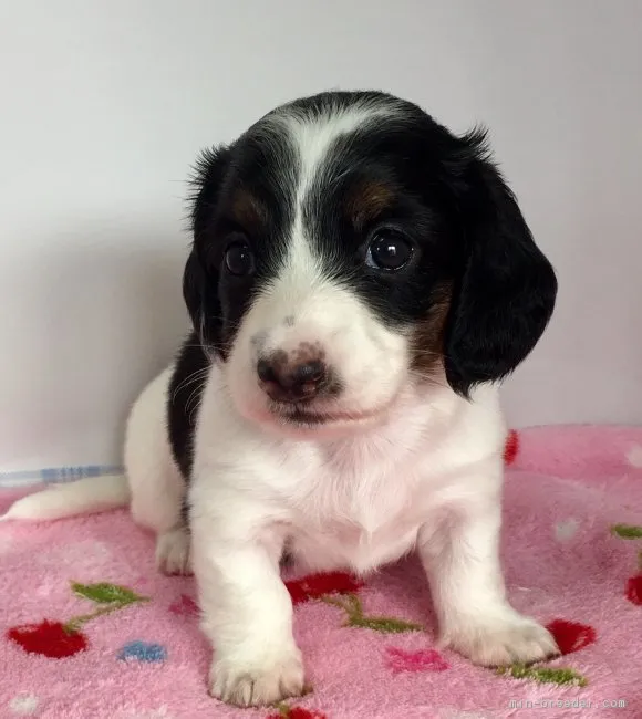 ID:1707-01012の子犬