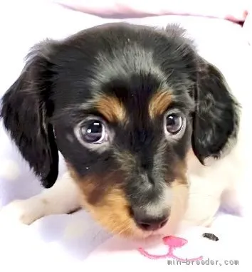 ID：2101-00383の子犬
