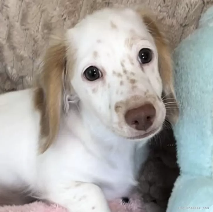 ID：2407-00450の子犬