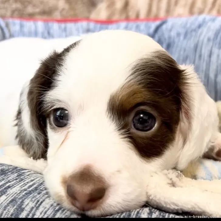 ID：2409-06063の子犬