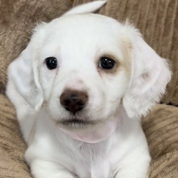 ミニチュアダックスフンド(ロング)【神奈川県・女の子・2024年9月1日・クリームパイボールド】の写真「PRA.CL安心‼️両親遺伝子検査済‼️」