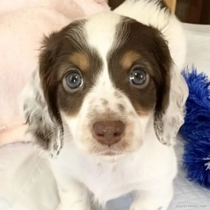ID:2210-01291の子犬