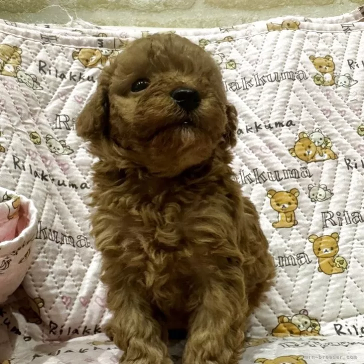 トイプードル(トイ)【神奈川県・女の子・2025年9月9日・レッド(ペールフォーン)】の写真1