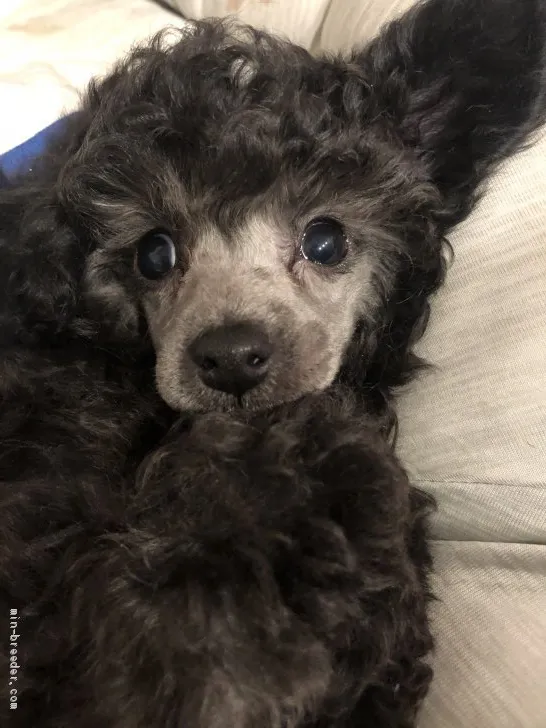 ID：2101-03496の子犬