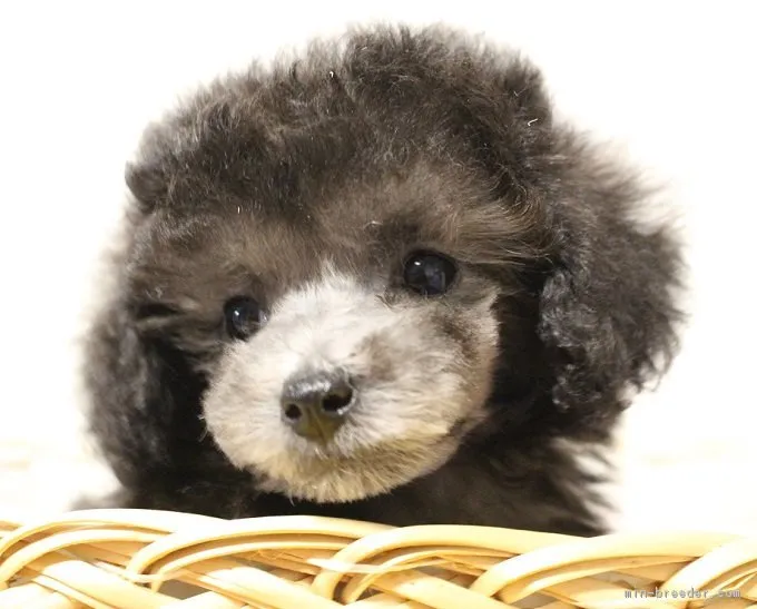 ID：1805-00310の子犬