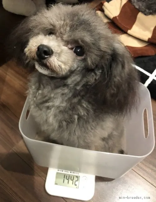 ID：1910-02360の子犬