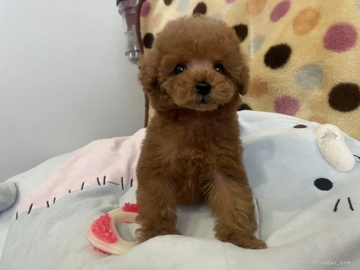 ID:2102-03235の子犬