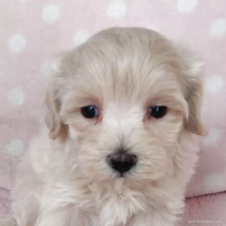 マルプー(トイプードル×マルチーズ)【長崎県・女の子・2025年8月20日・クリ-ム】の写真1「かなり小振りで可愛い女の子」