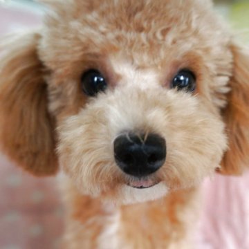チワプー(チワワ×トイプードル)【長崎県・女の子・2025年2月24日・アプリコット】の写真「小振りでかわいい女の子」