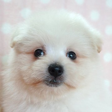 ポメプー(ポメラニアン×トイプードル)【長崎県・男の子・2025年7月29日・クリ-ム&ホワイト】の写真「小振りでかわいい男の子」