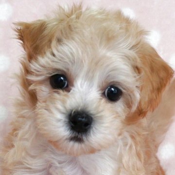 マルプー(マルチーズ×トイプードル)【長崎県・男の子・2025年1月17日・クリ-ム】の写真「小振りでかわいい男の子」
