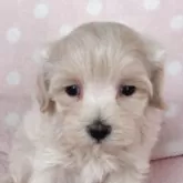 マルプー(トイプードル×マルチーズ)【長崎県・女の子・2025年8月20日・クリ-ム】の写真1「かなり小振りで可愛い女の子」