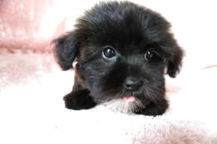 シープー(トイプードル×シーズー)【長崎県・女の子・2025年7月15