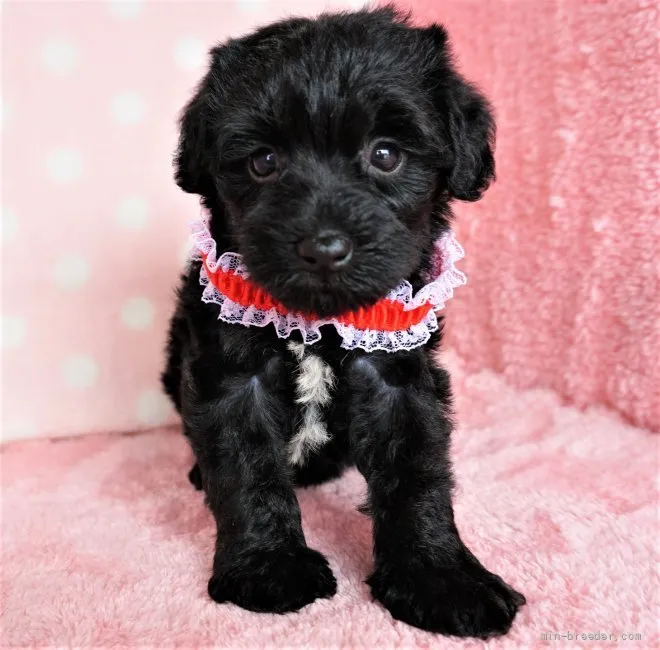 ID：2107-02513の子犬