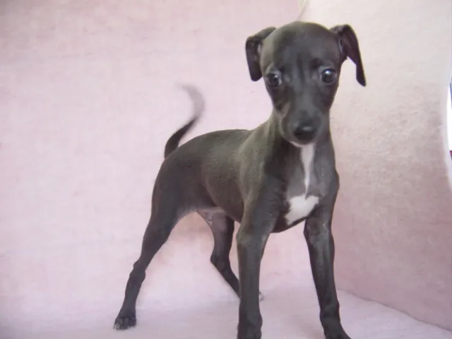 ID：1606-02025の子犬