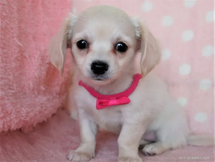 ID:2203-02507の子犬