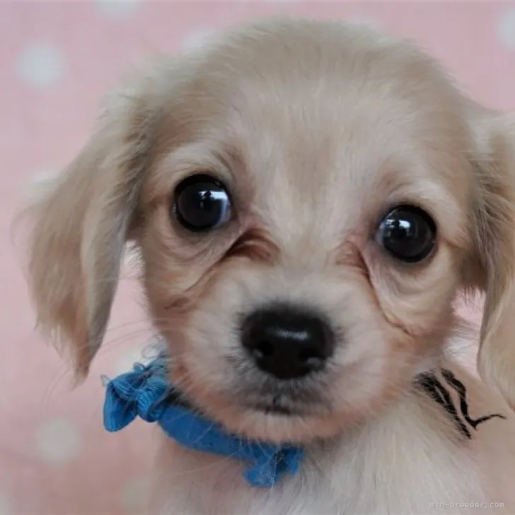 ママリス 様のお迎えした子犬