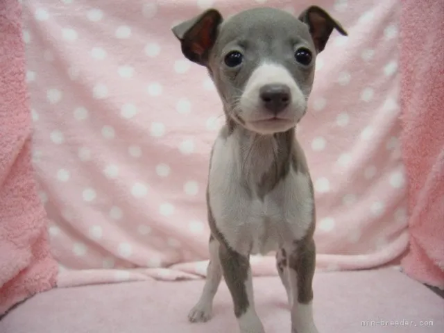 ゆめ ママ 様のお迎えした子犬
