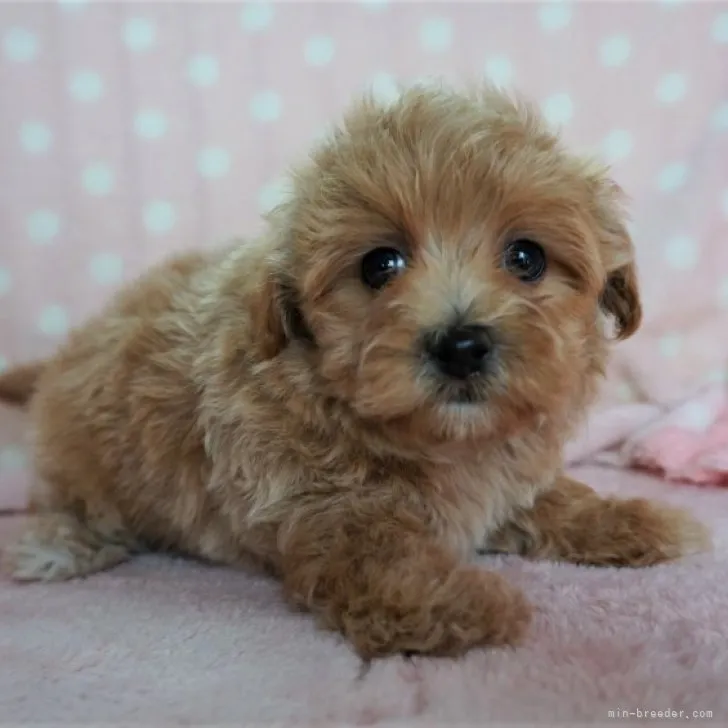 さと 様のお迎えした子犬