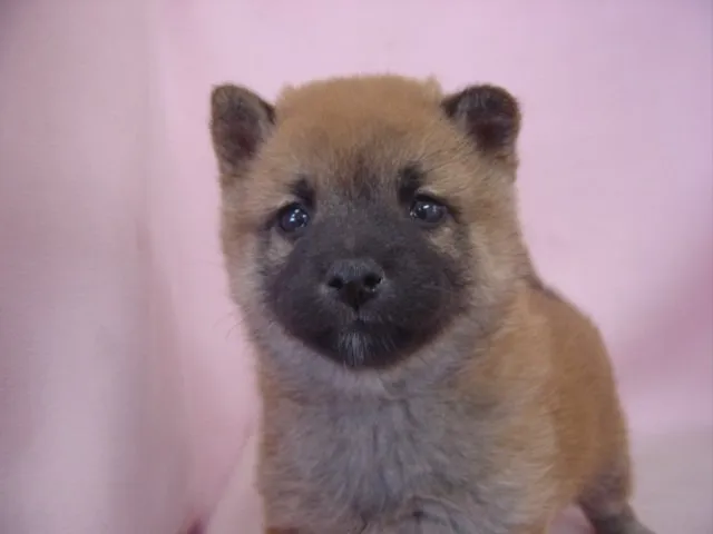 ID:1411-00116の子犬