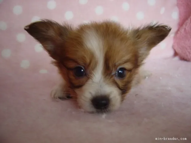 ID:1706-02087の子犬