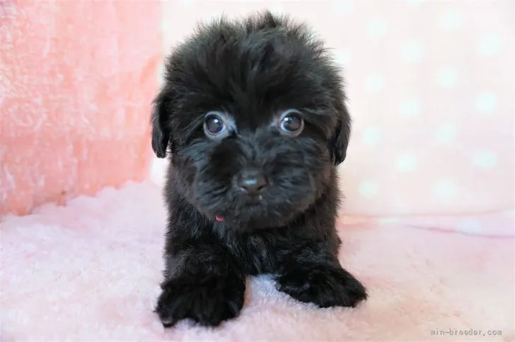 りゅう 様のお迎えした子犬