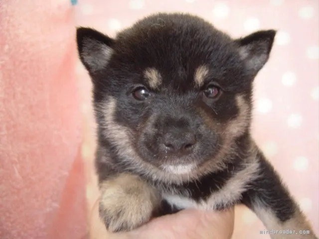 ID:1911-00219の子犬