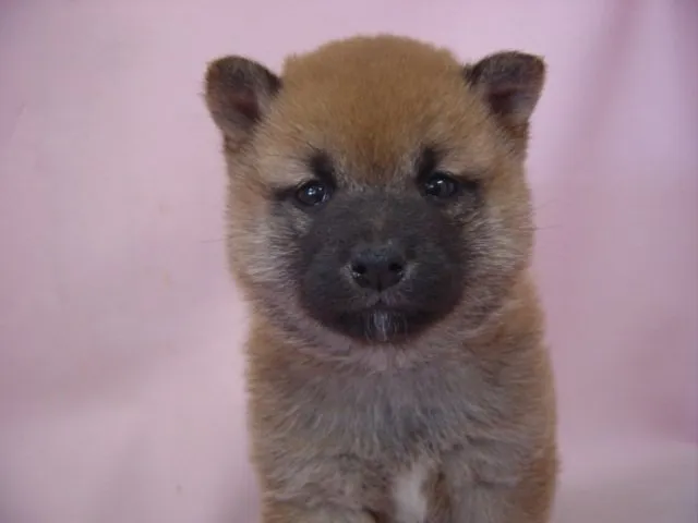 ID:1411-00191の子犬