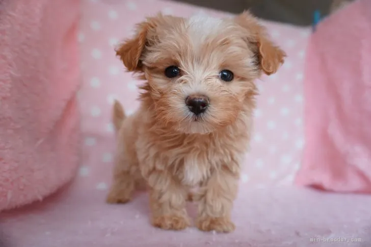 あんじ君 様のお迎えした子犬