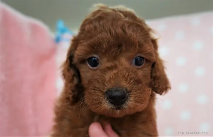 ID:2107-03071の子犬